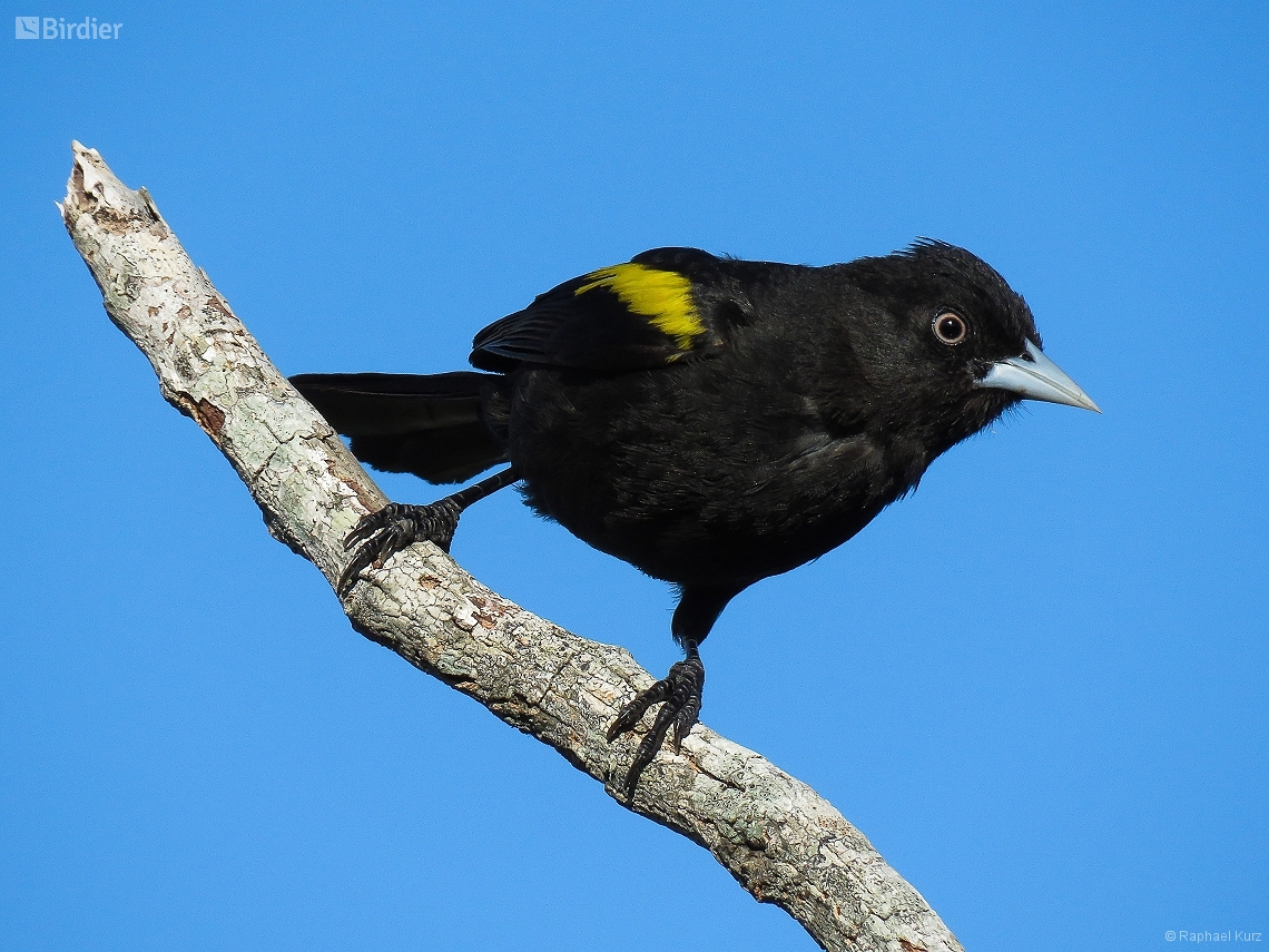 Cacicus chrysopterus