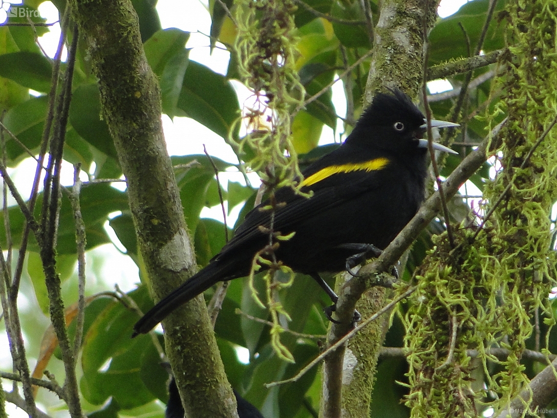 Cacicus chrysopterus