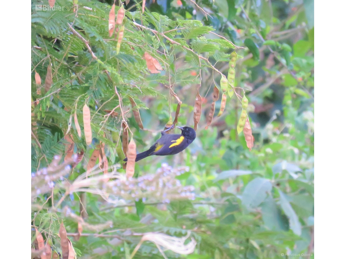 Cacicus chrysopterus