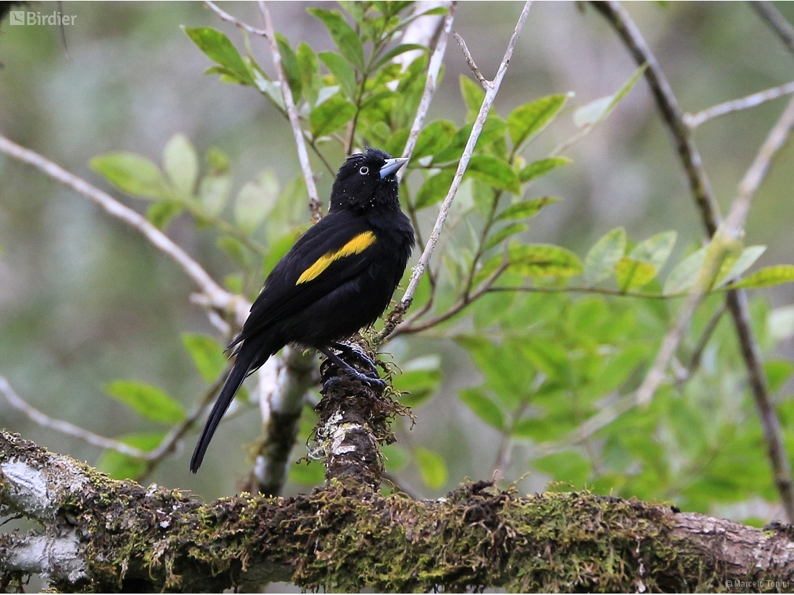 Cacicus chrysopterus