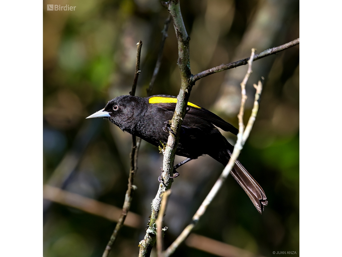 Cacicus chrysopterus