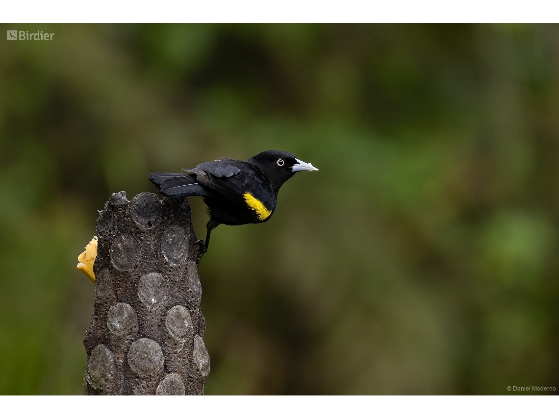 Cacicus chrysopterus