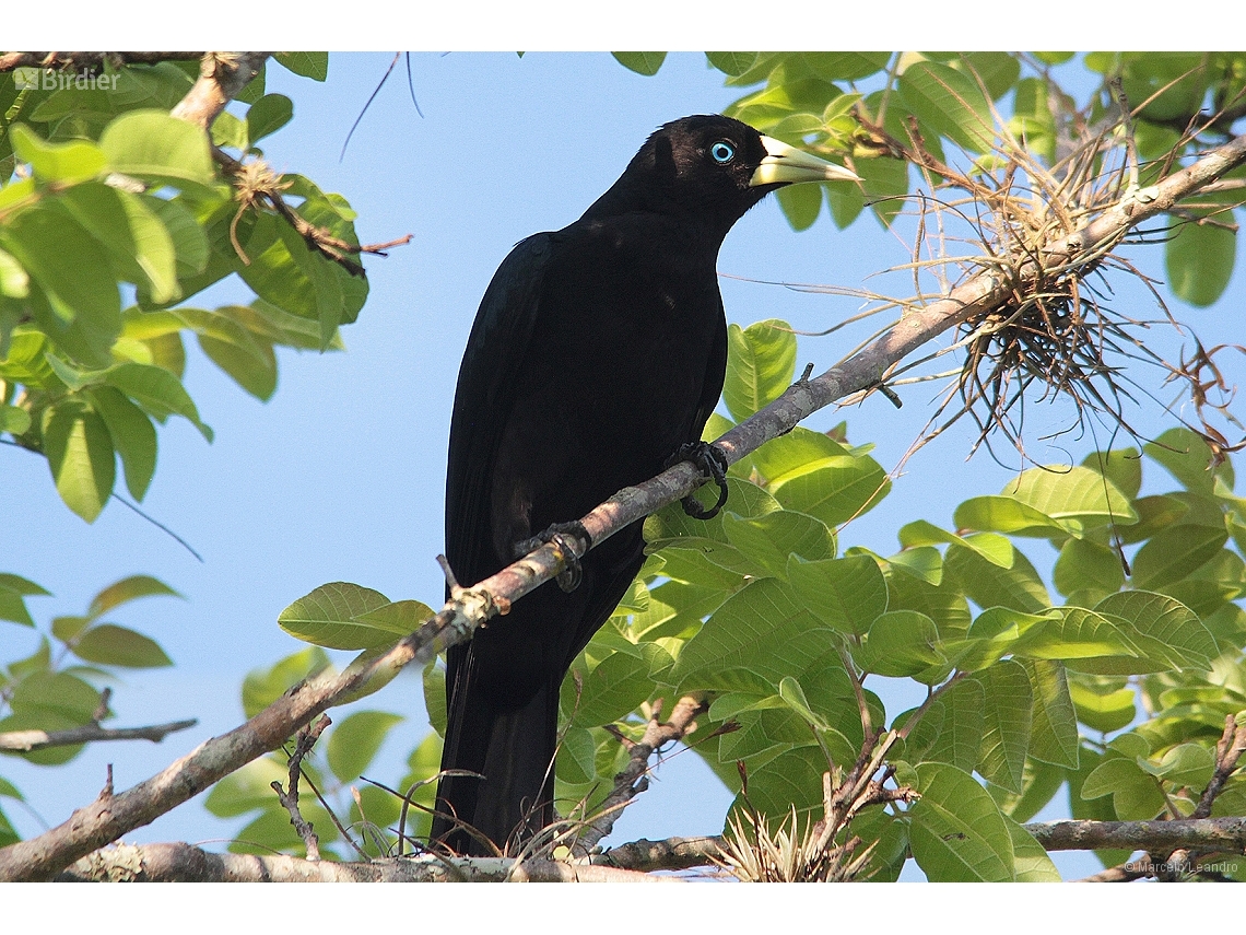 Cacicus haemorrhous