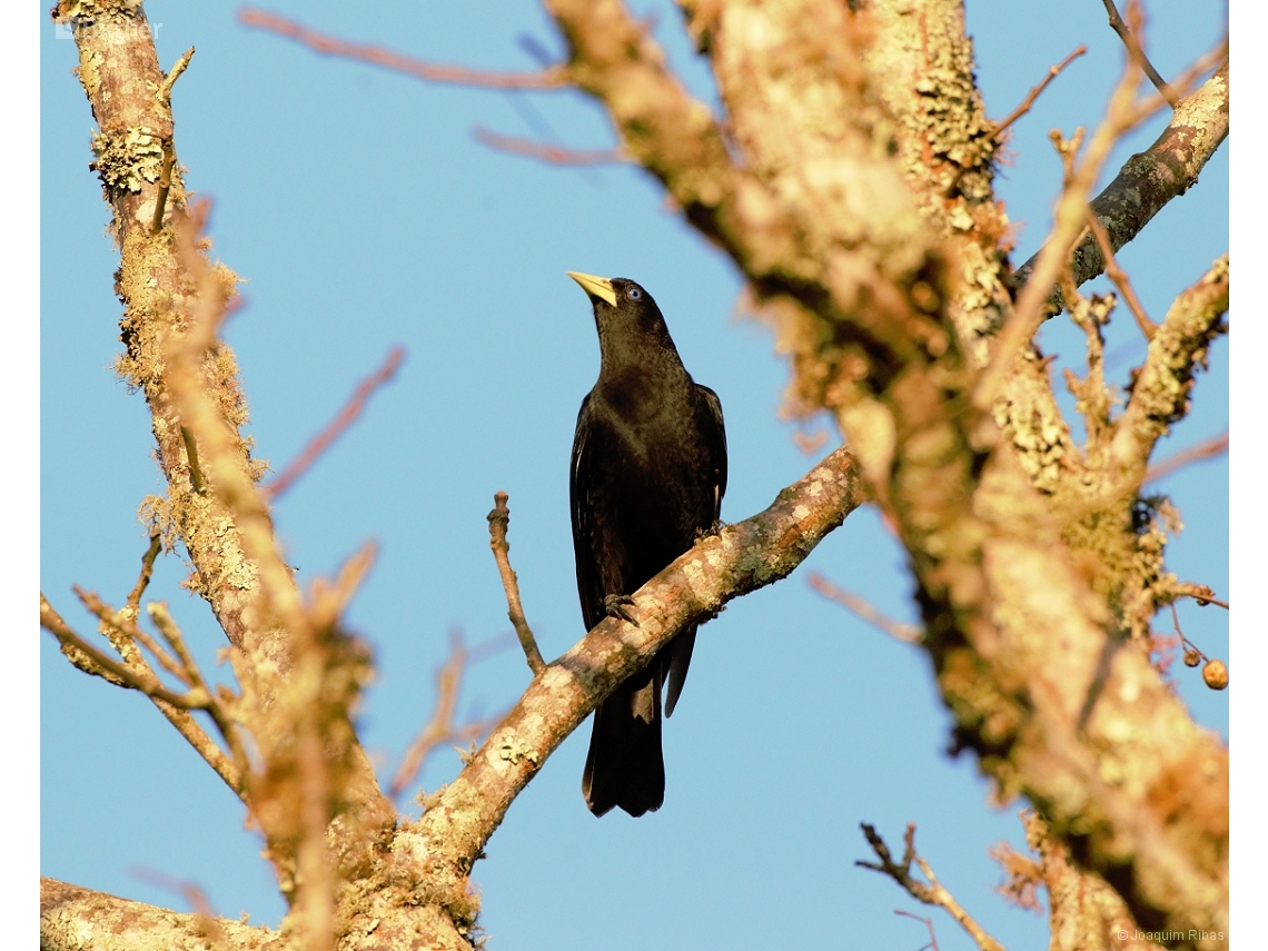 Cacicus haemorrhous