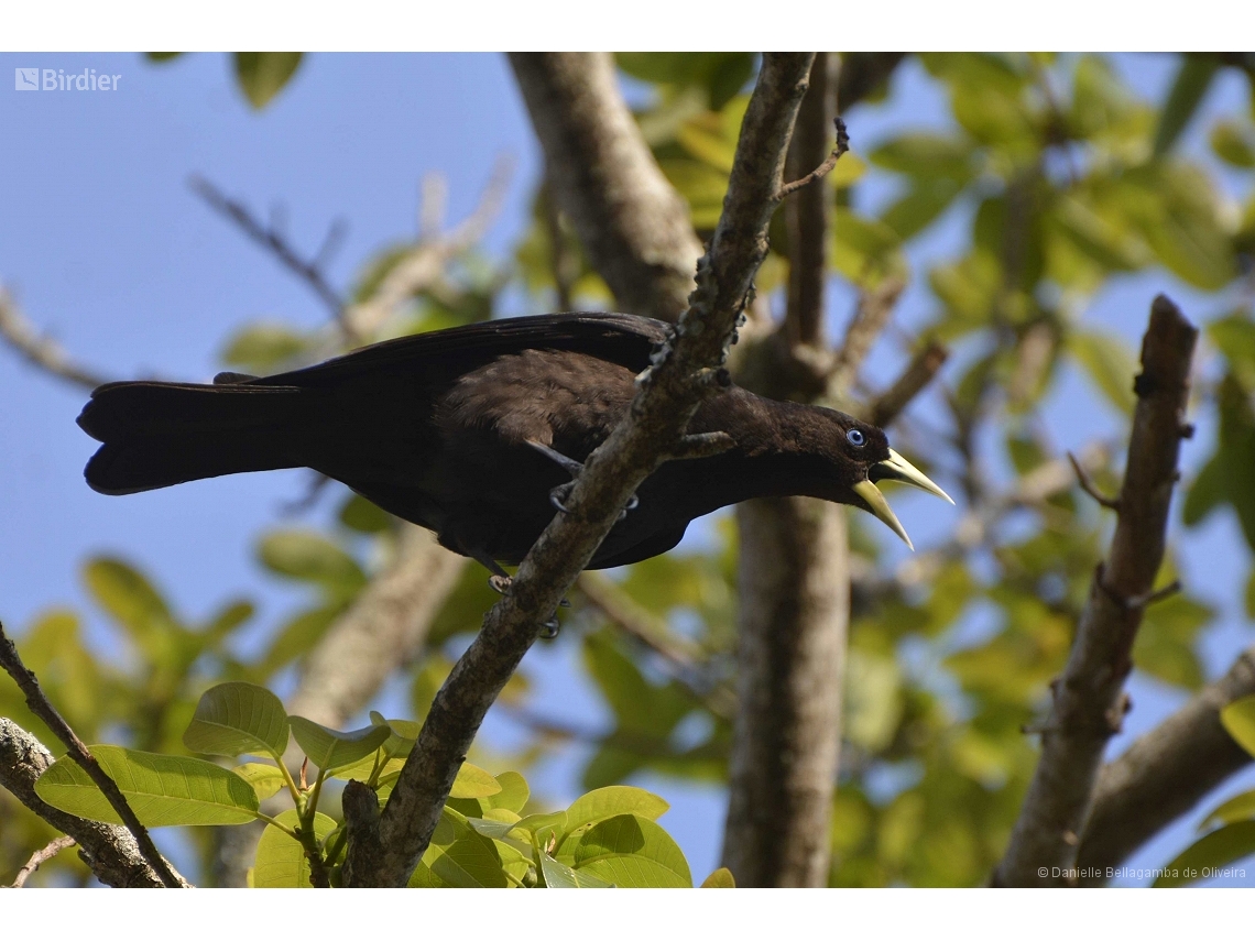 Cacicus haemorrhous