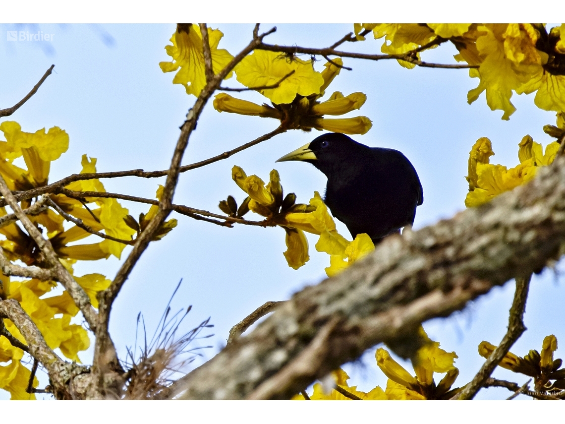 Cacicus haemorrhous