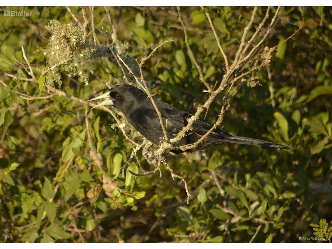 Cacicus solitarius