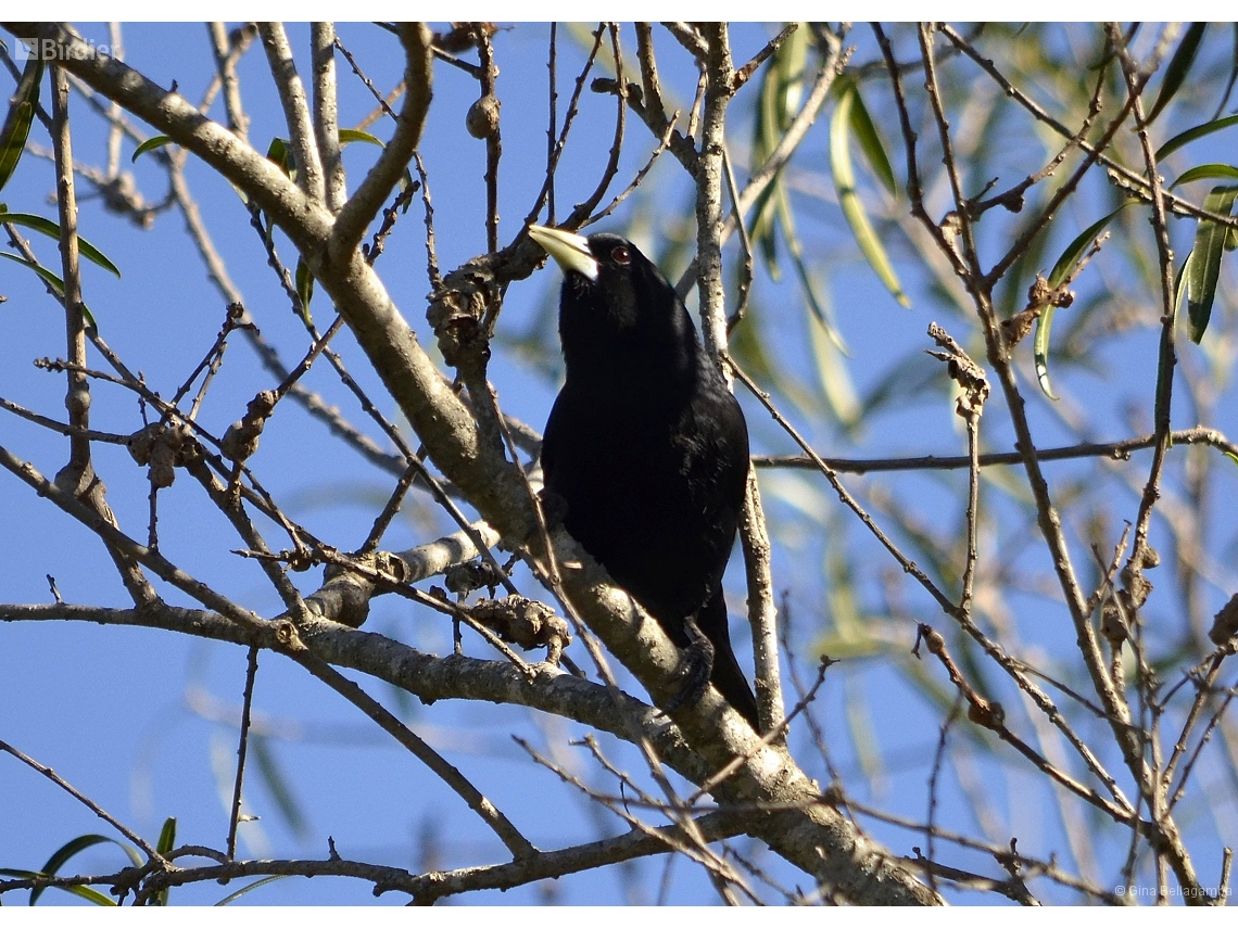 Cacicus solitarius