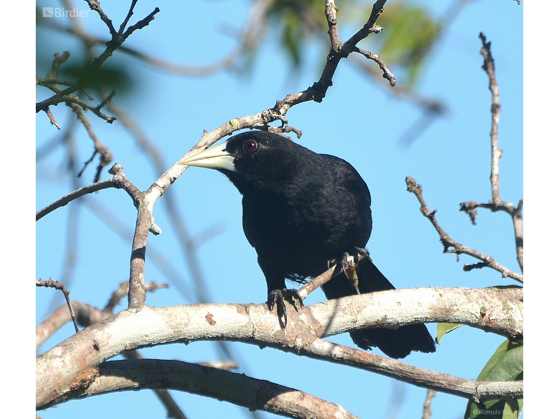 Cacicus solitarius