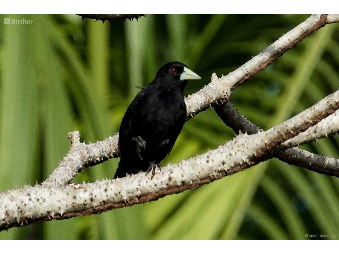 Cacicus solitarius