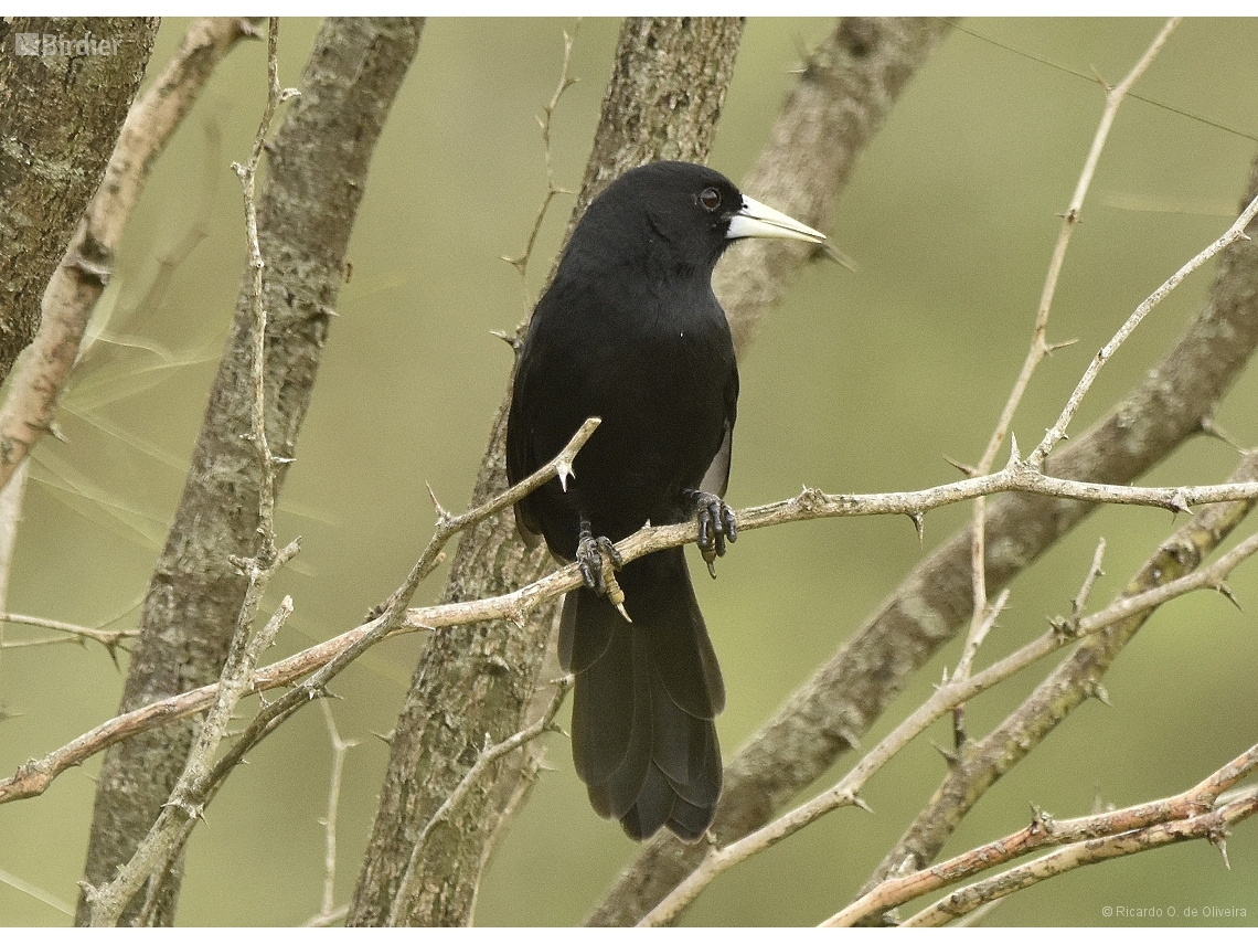 Cacicus solitarius