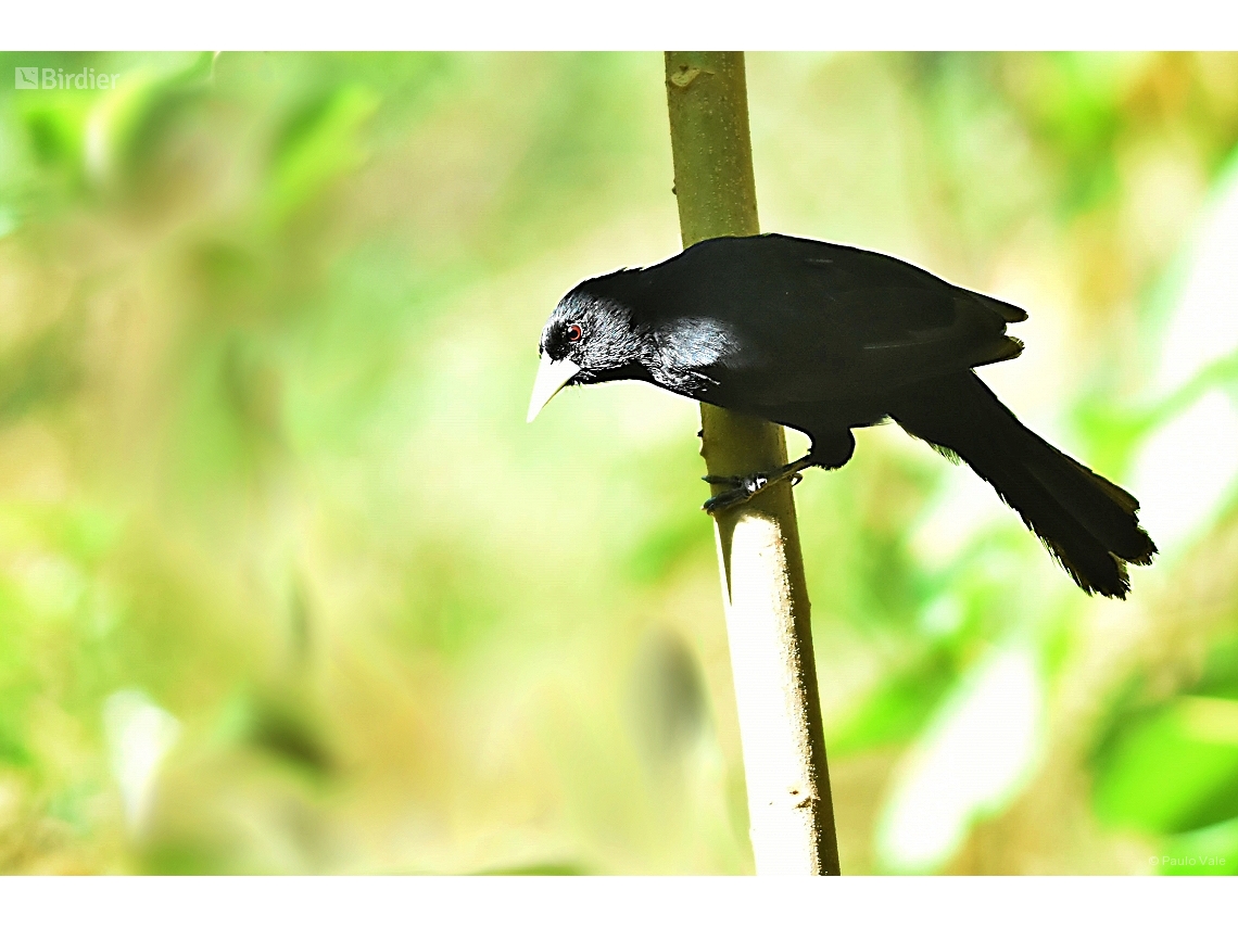 Cacicus solitarius