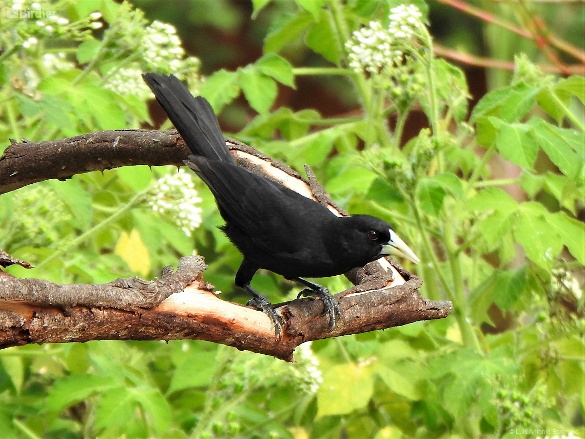 Cacicus solitarius