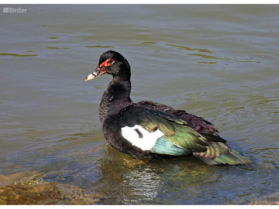 Cairina moschata