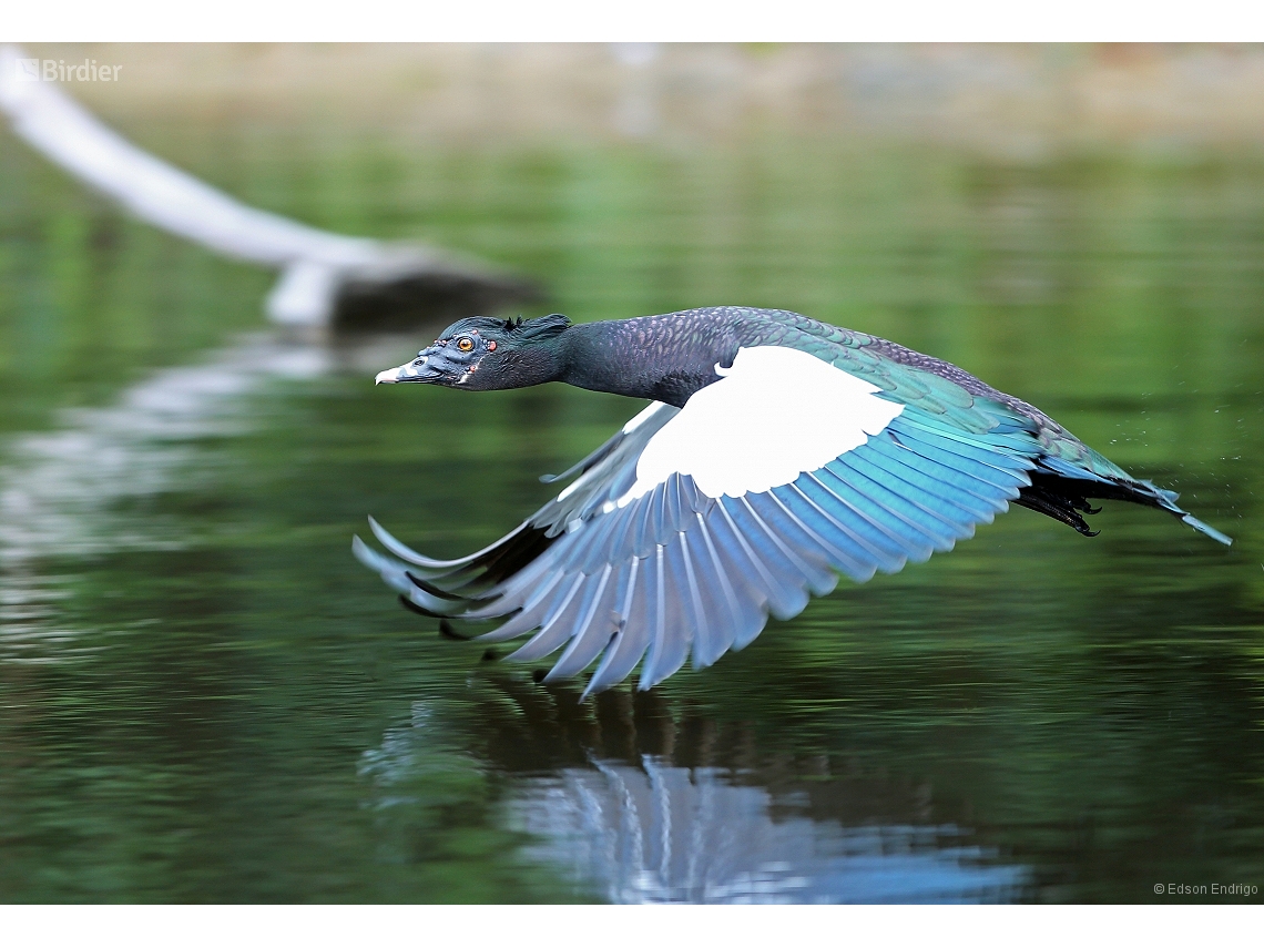 Cairina moschata