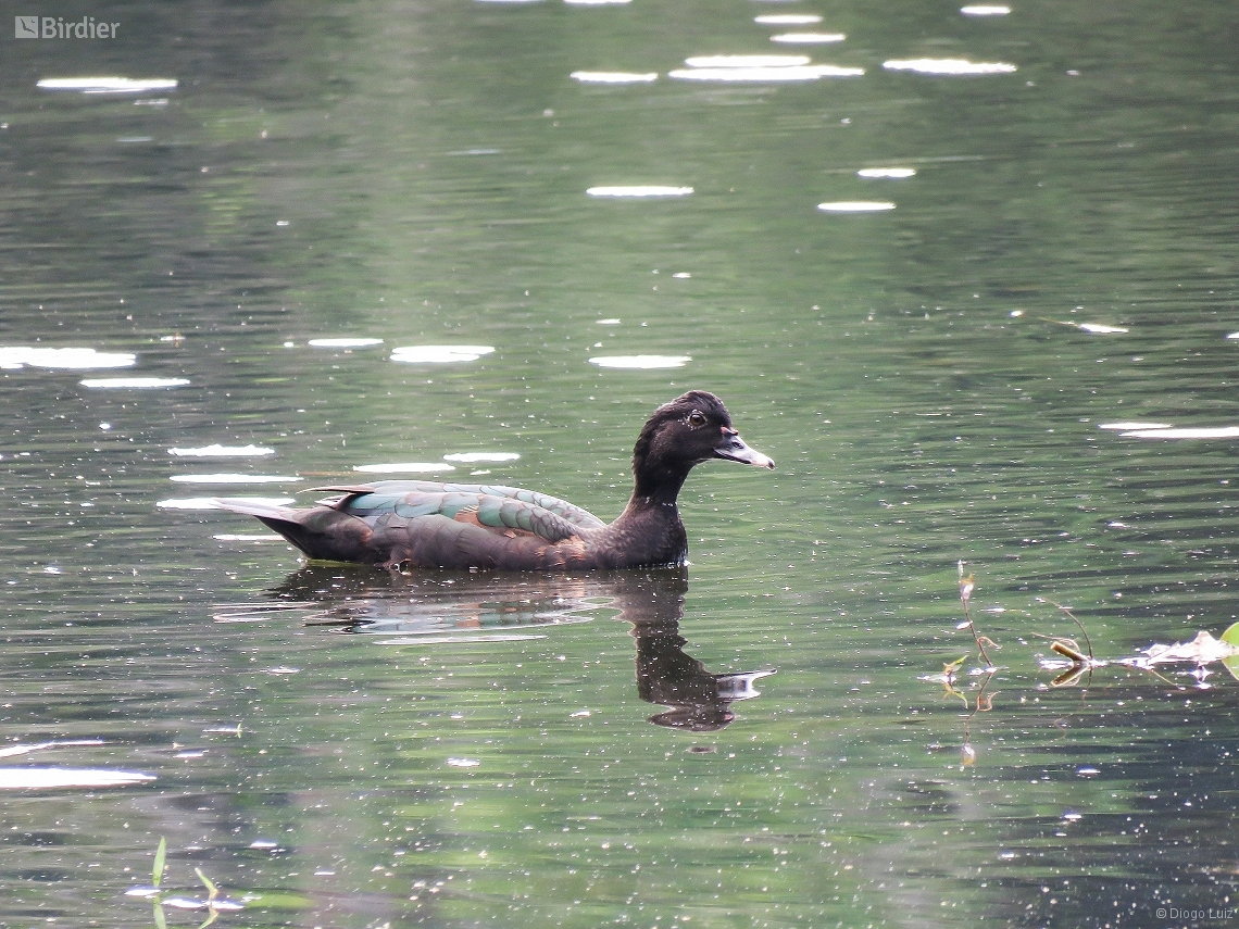 Cairina moschata