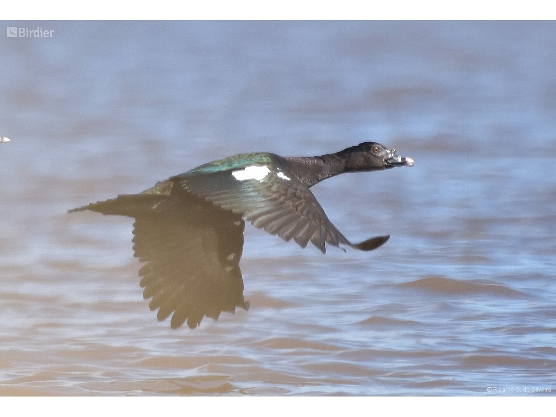 Cairina moschata