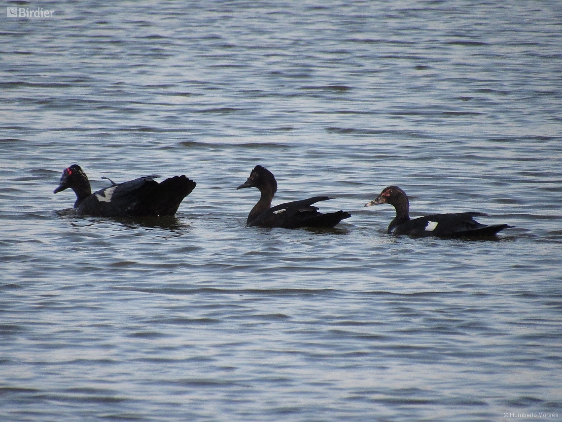 Cairina moschata