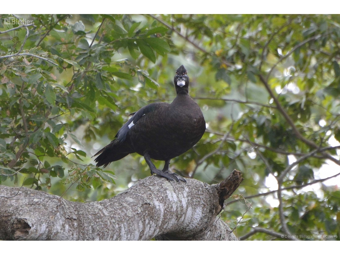 Cairina moschata
