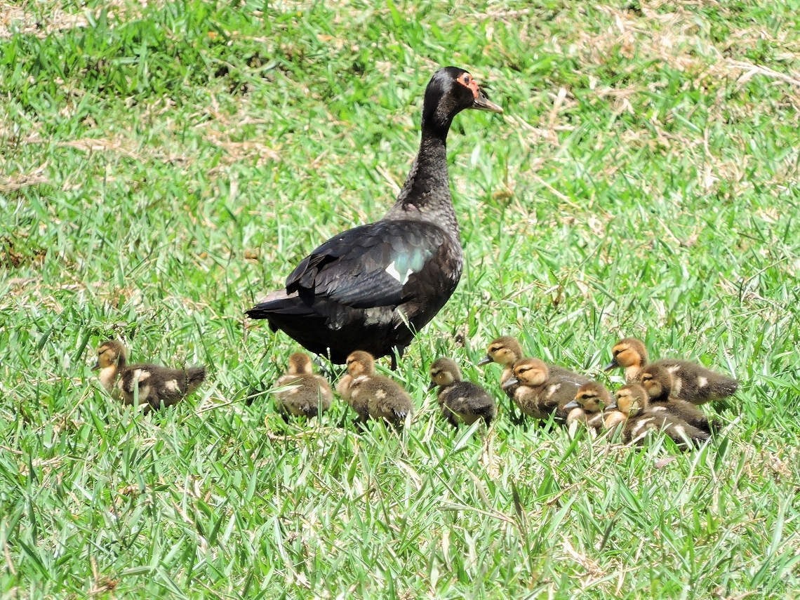 Cairina moschata