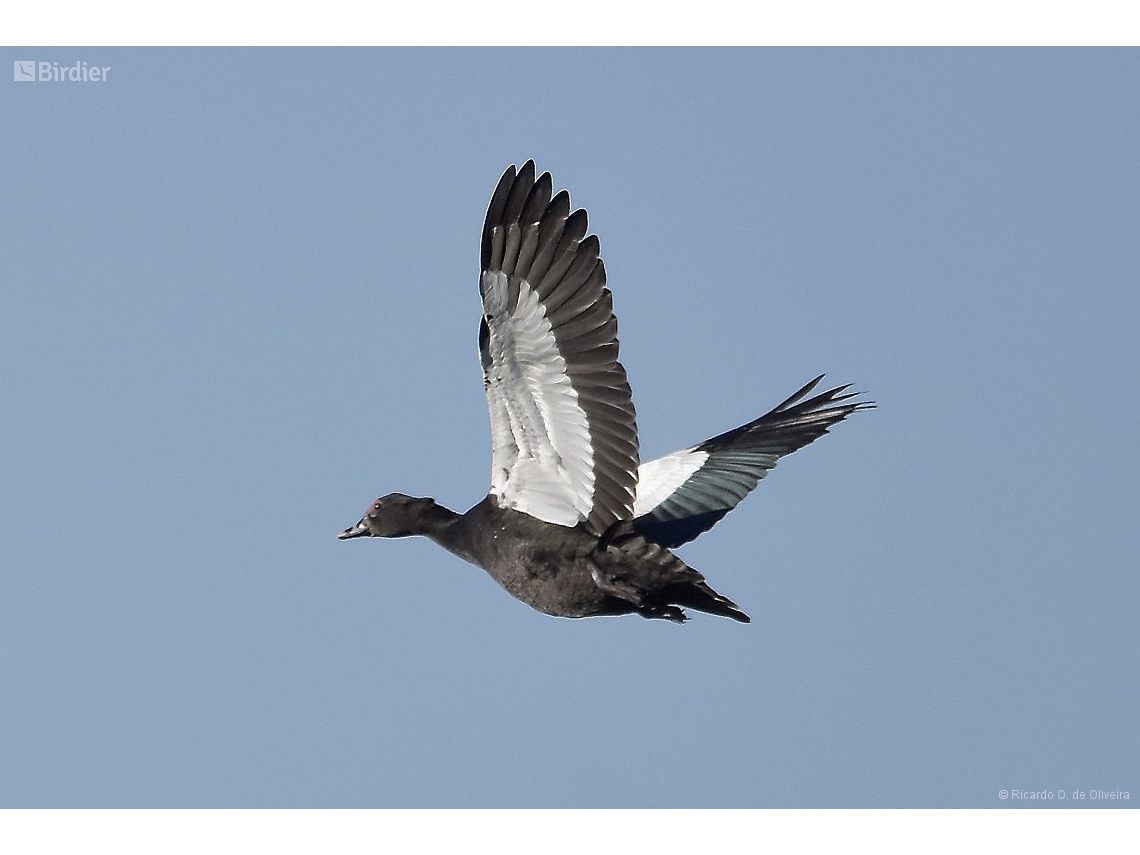 Cairina moschata