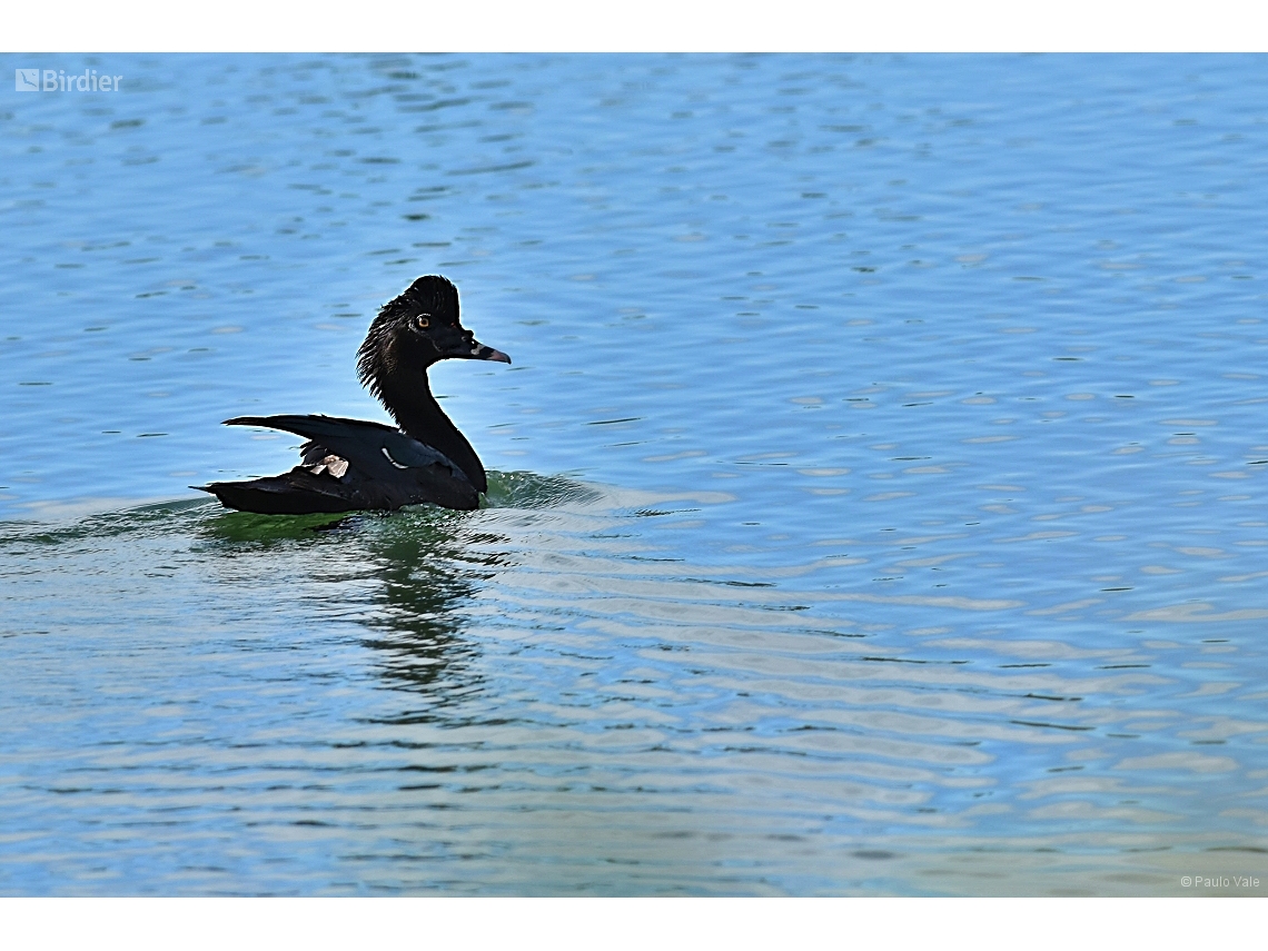 Cairina moschata