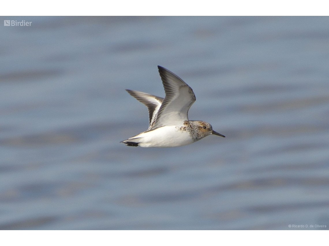 Calidris alba