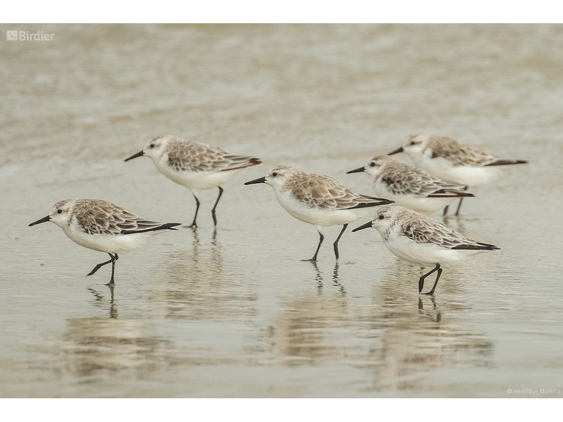Calidris alba