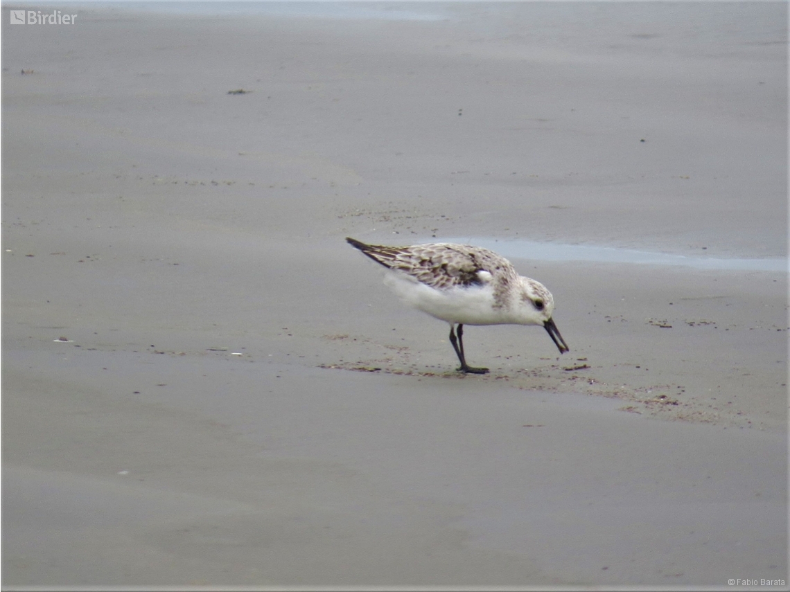 Calidris alba