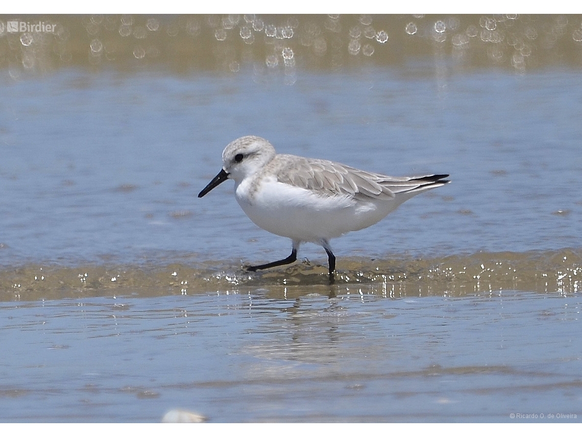 Calidris alba