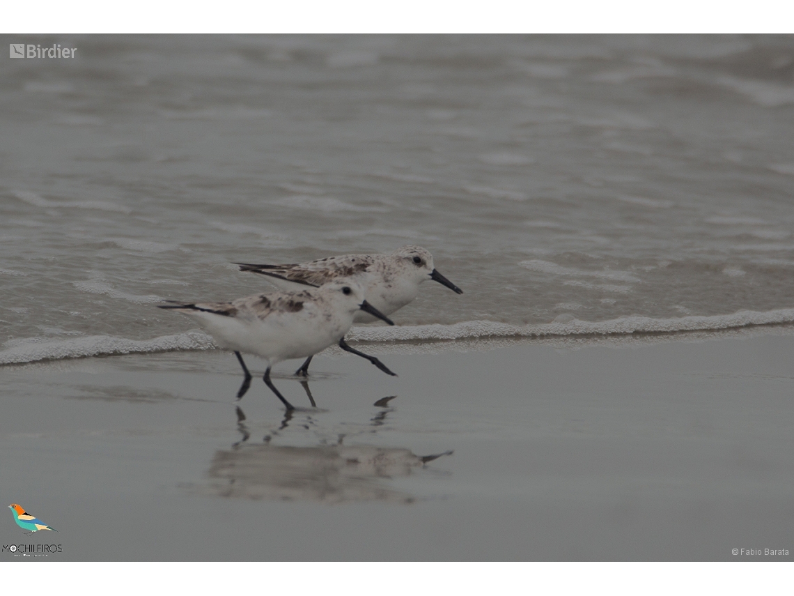 Calidris alba