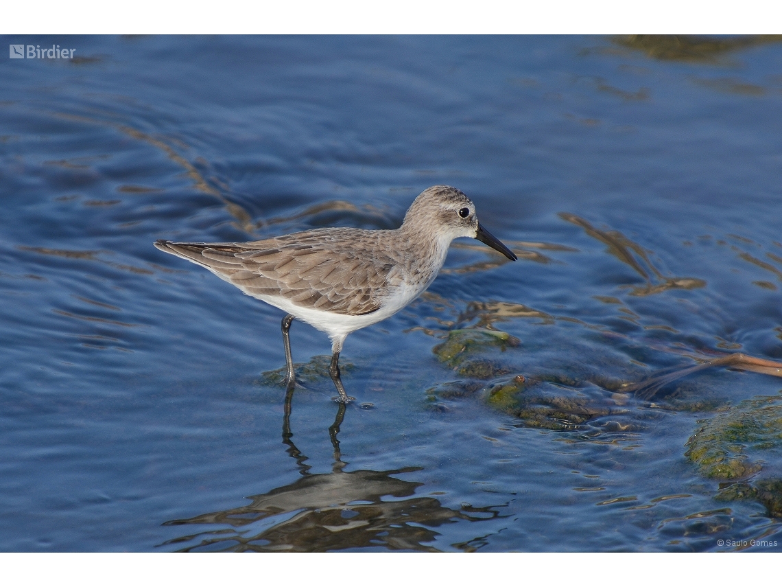 Calidris alba