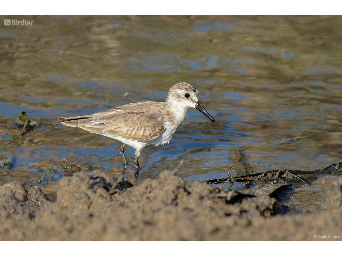 Calidris alba