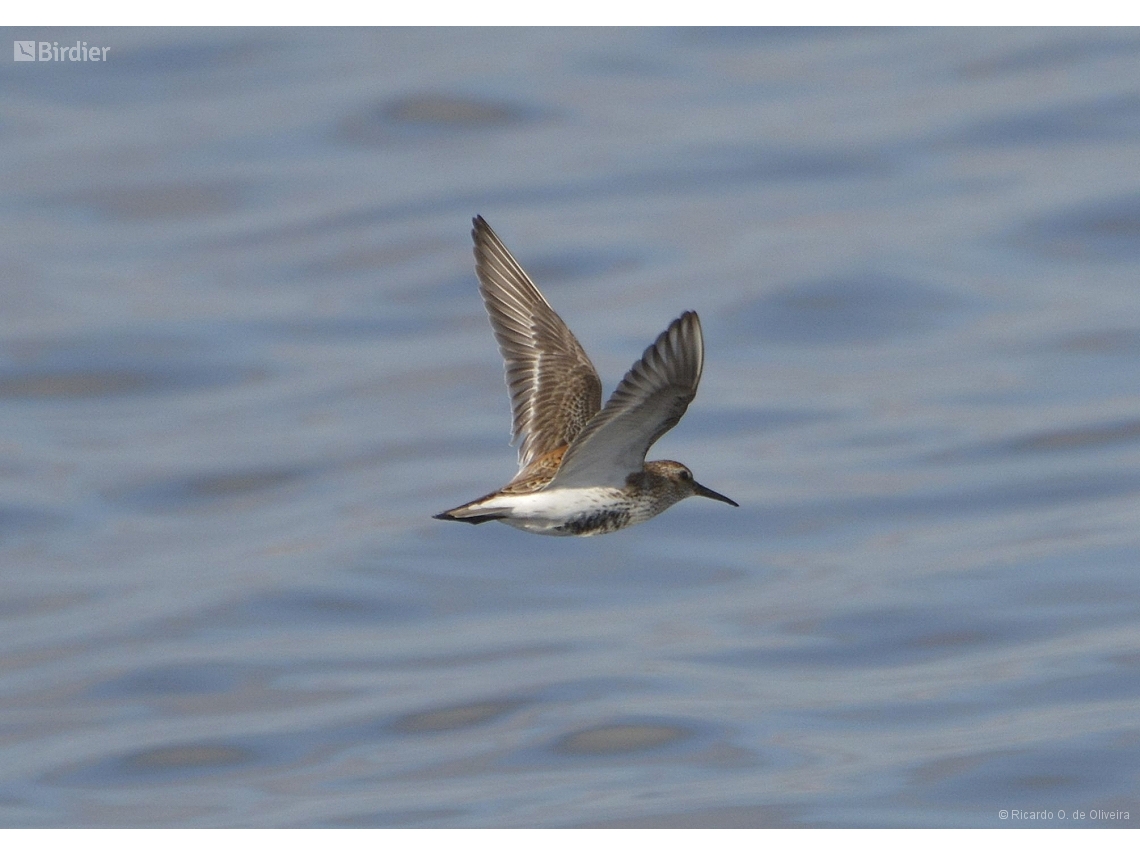 Calidris alpina