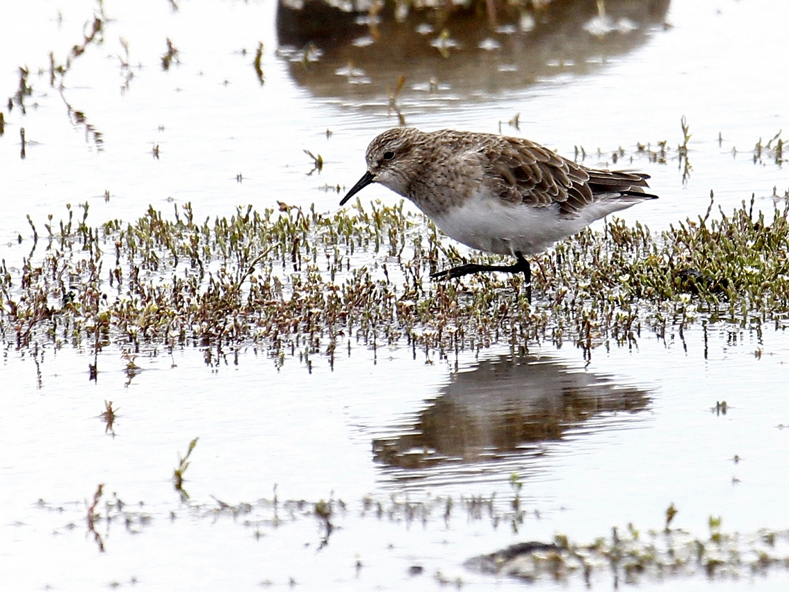 Calidris bairdii
