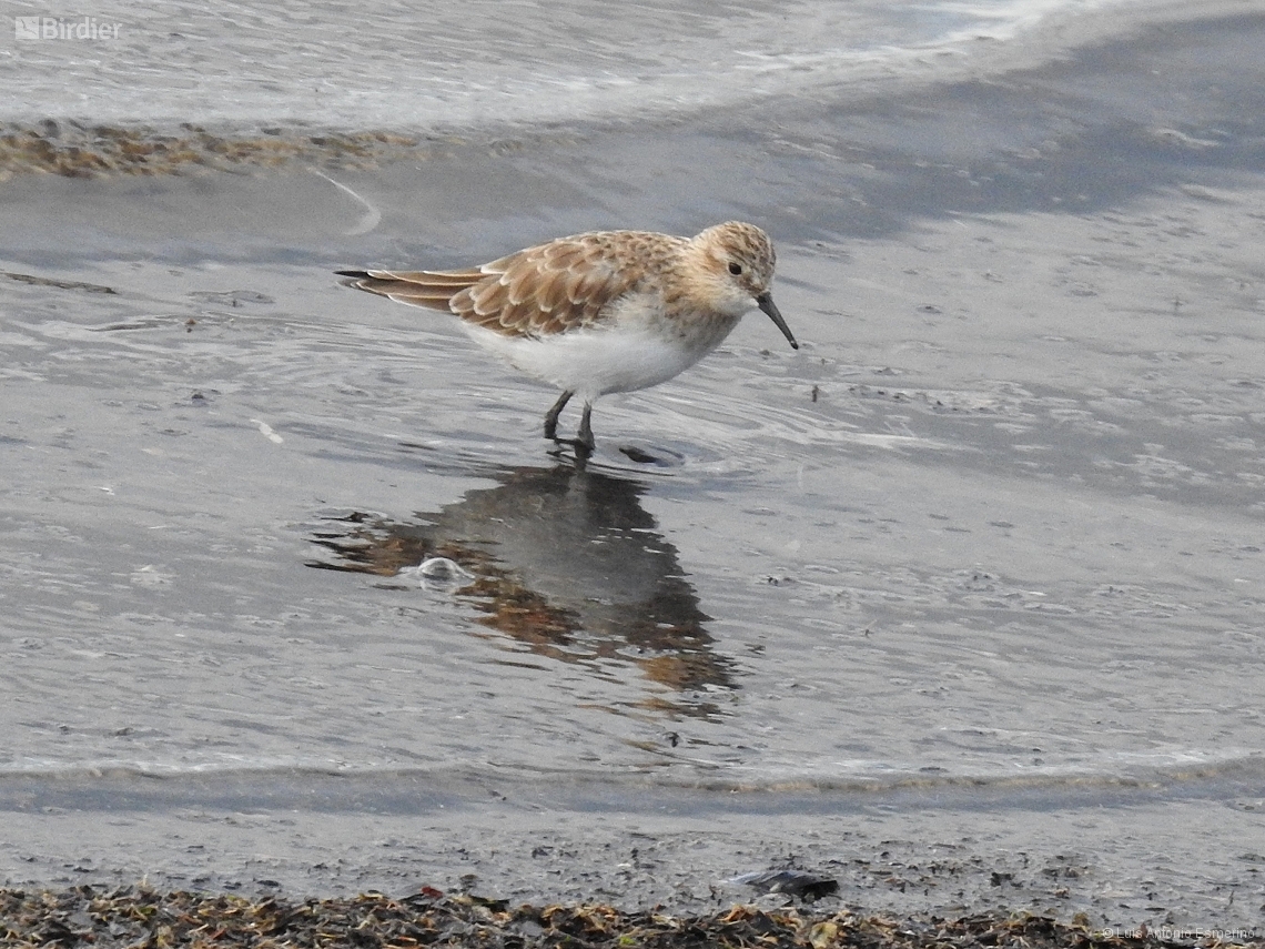 Calidris bairdii