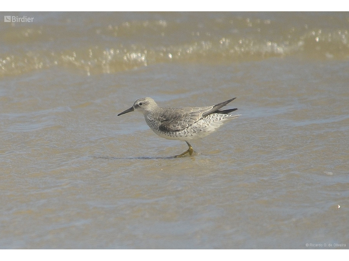 Calidris canutus
