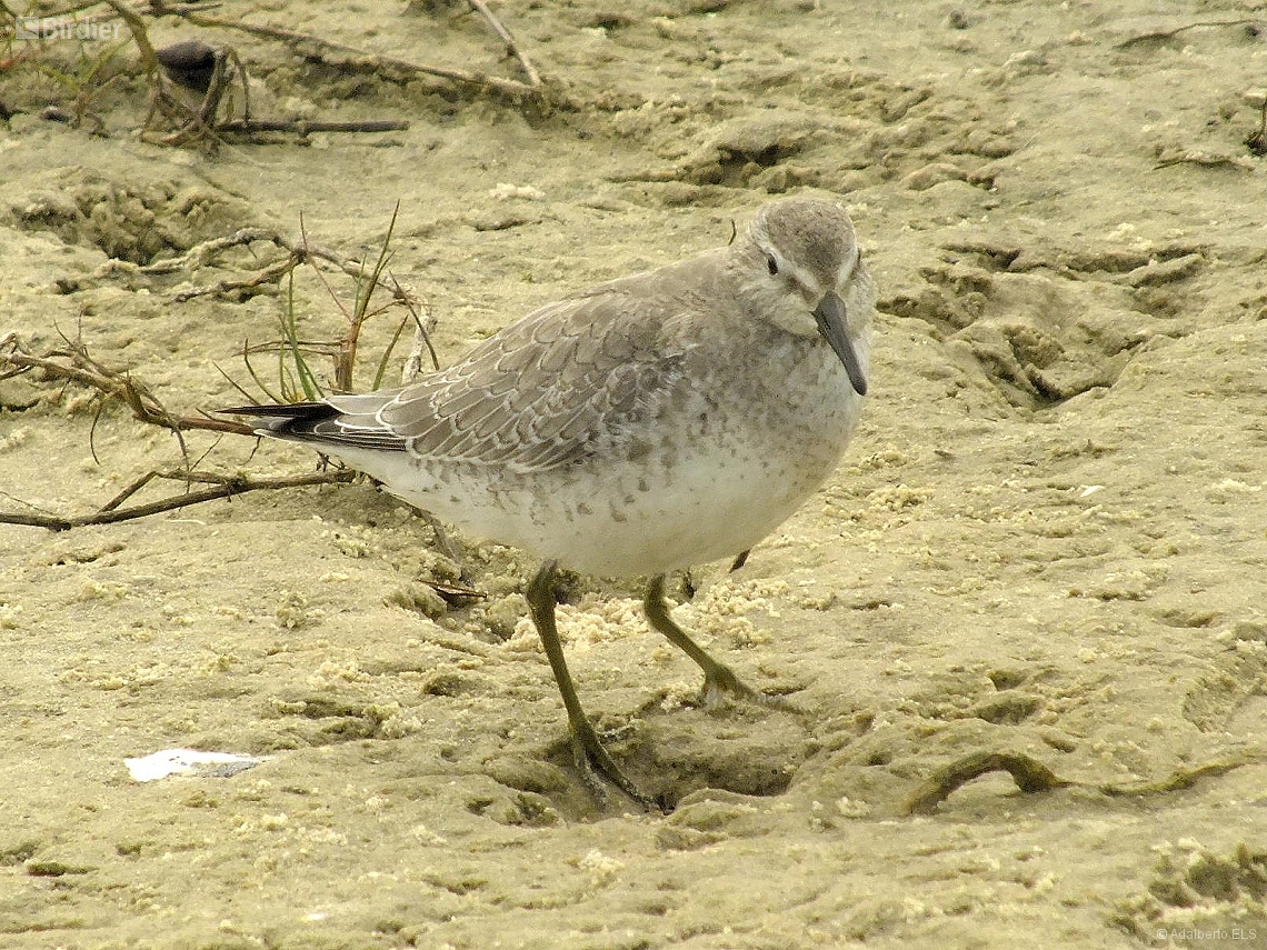 Calidris canutus