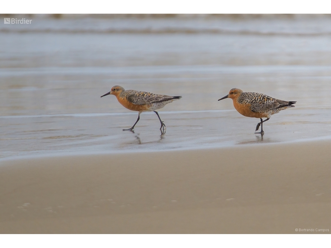 Calidris canutus