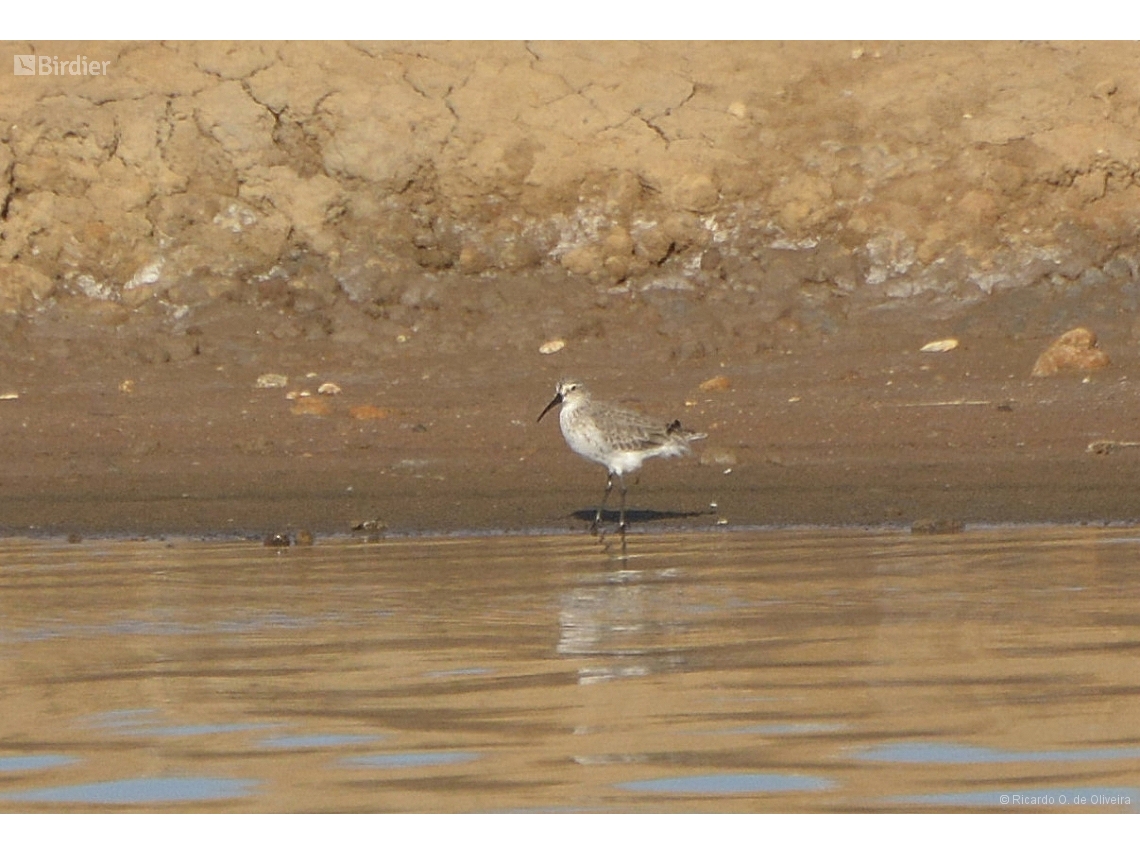 Calidris falcinellus