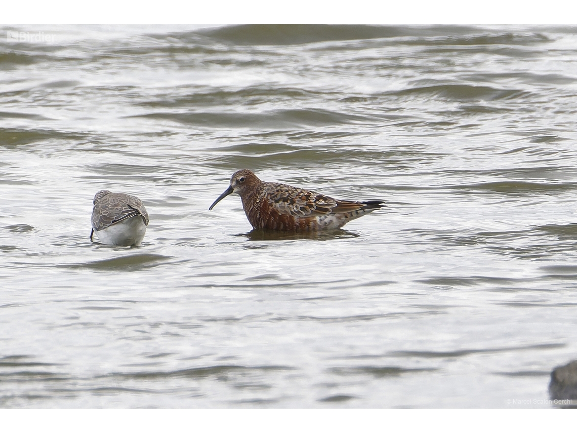 Calidris ferruginea