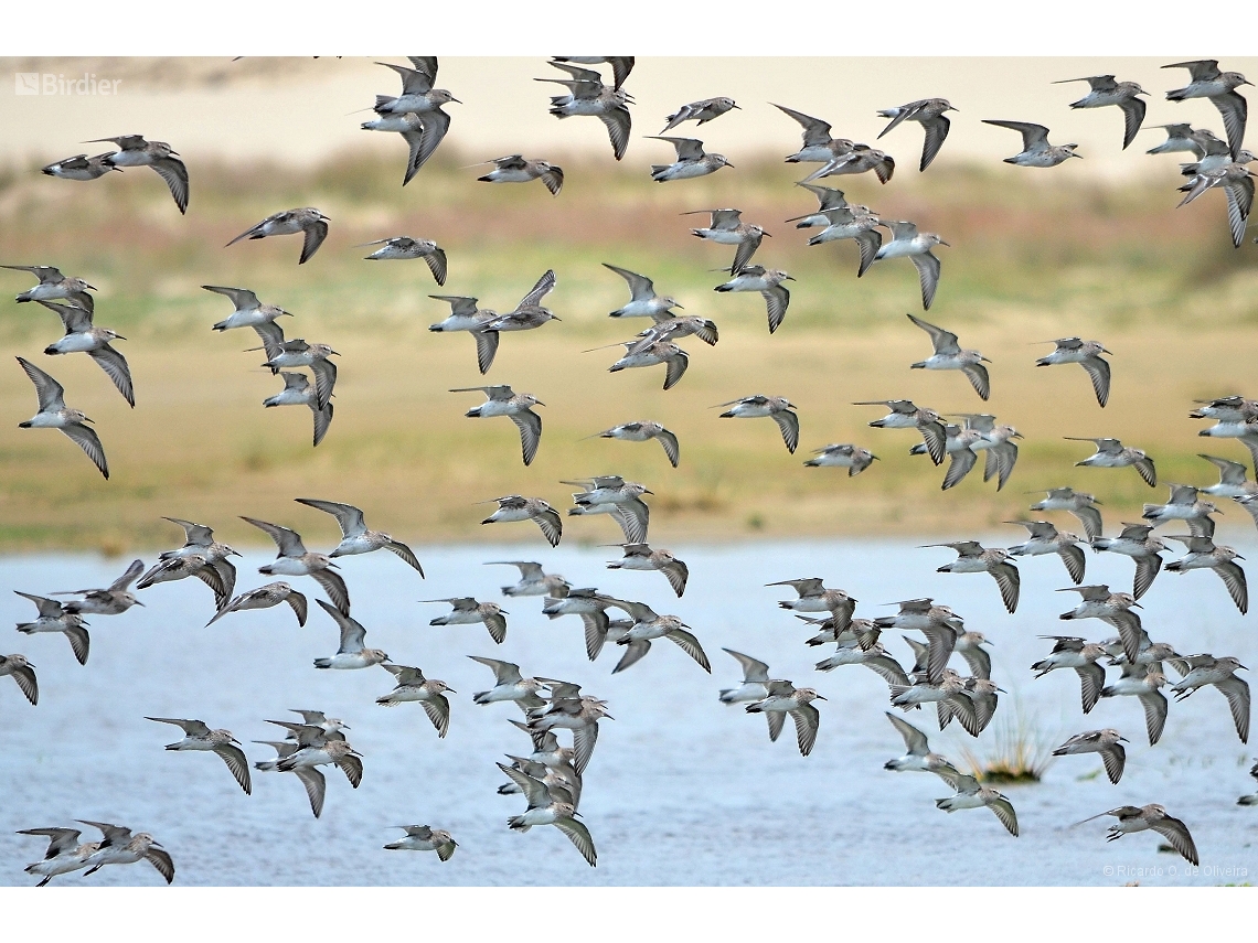 Calidris fuscicollis