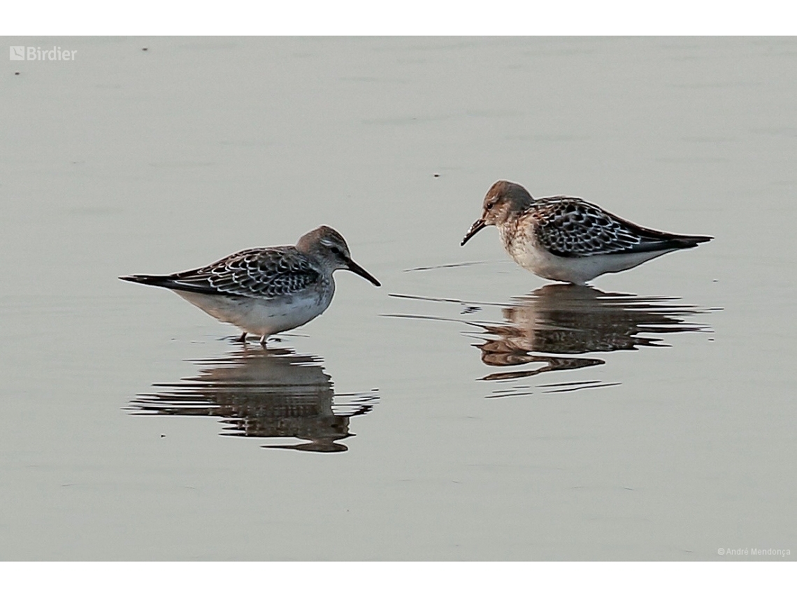 Calidris fuscicollis