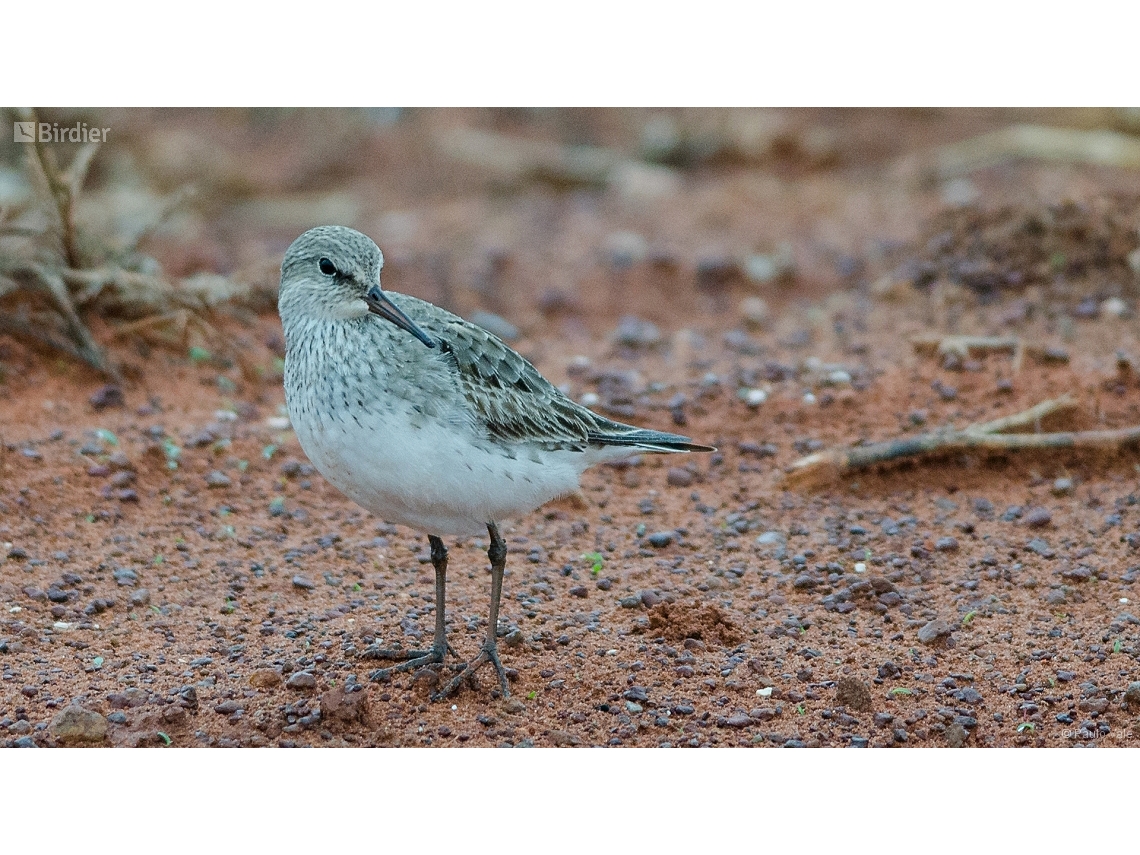 Calidris fuscicollis