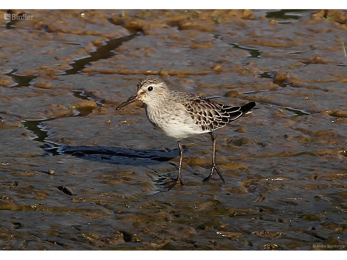 Calidris fuscicollis