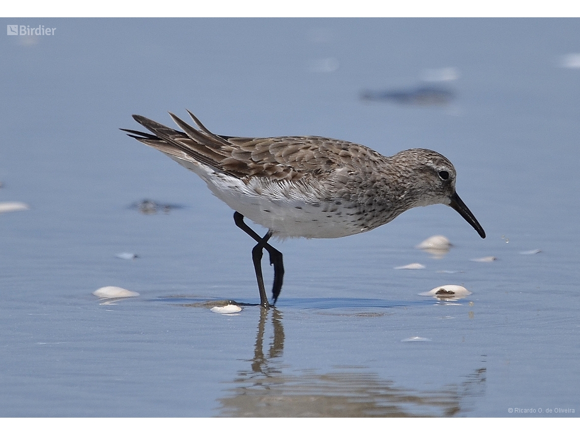 Calidris fuscicollis