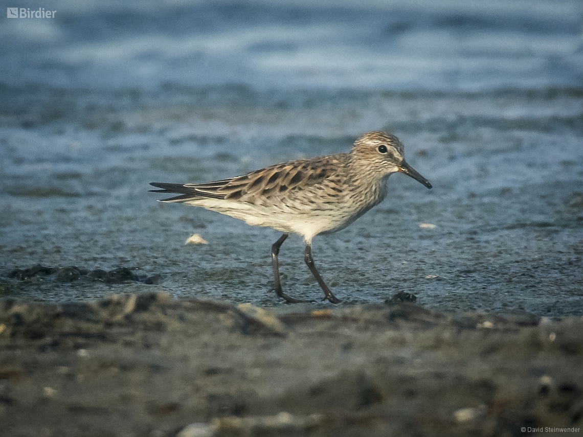Calidris fuscicollis