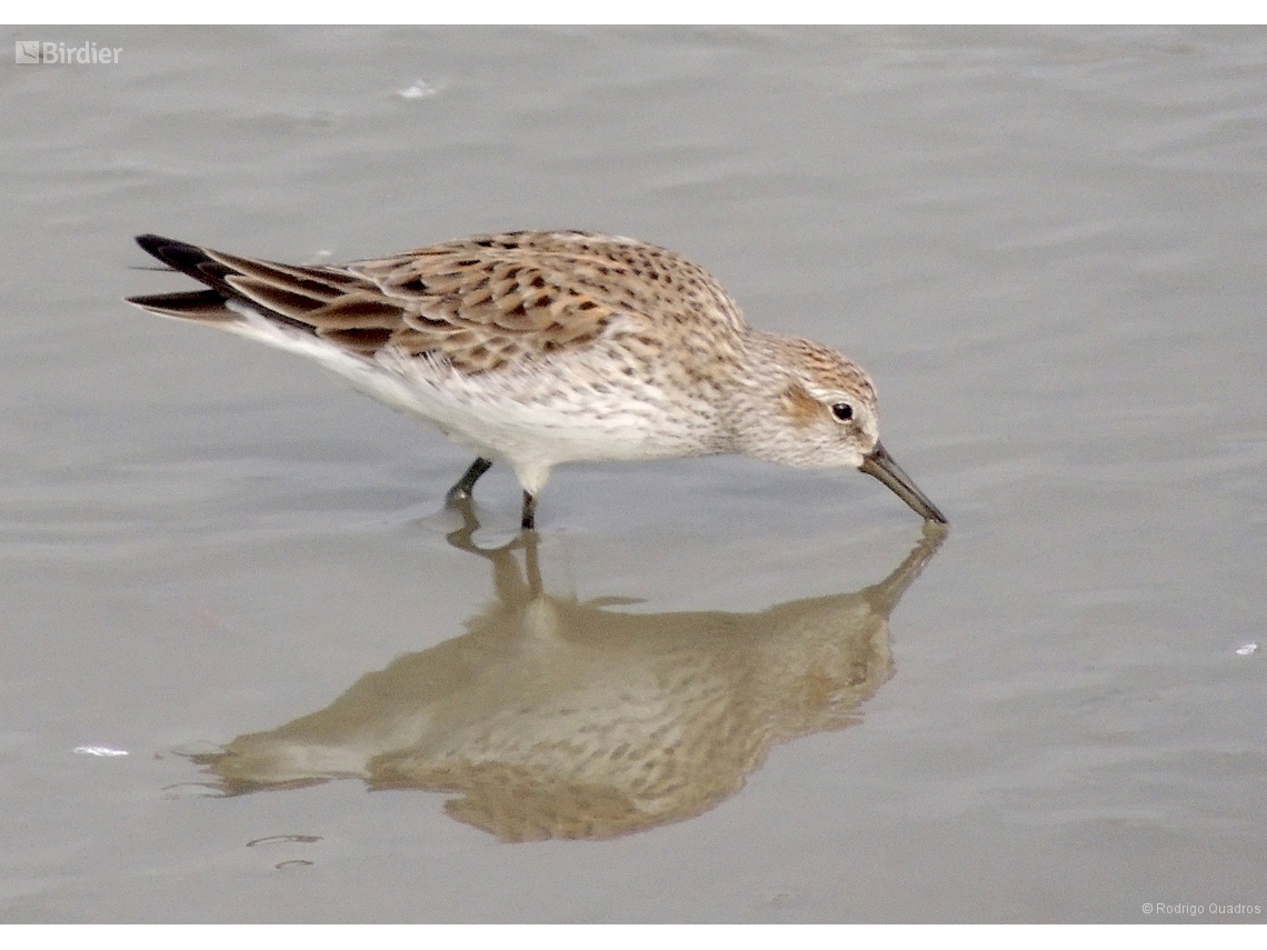 Calidris fuscicollis