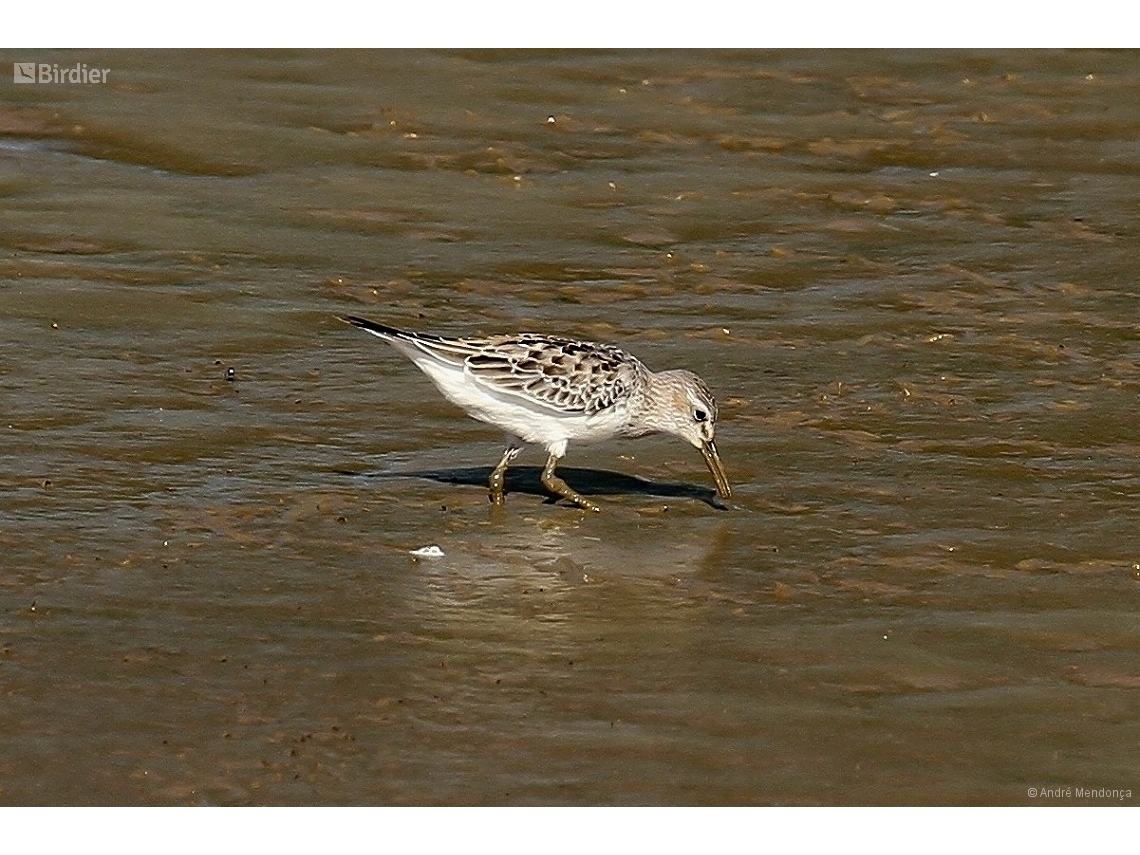 Calidris fuscicollis