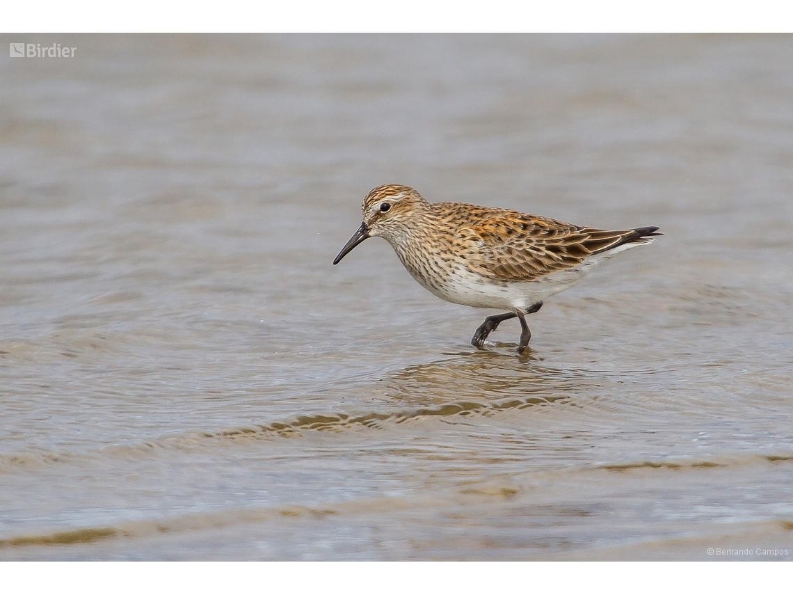 Calidris fuscicollis